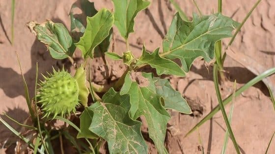 حملة ميدانية لمكافحة نبات “الداتورا” السام برعاية وزارة الزراعة