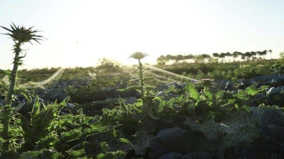 الزراعة تؤكد وفرة المياه واستعدادها لإطلاق الموسم الشتوي المقبل