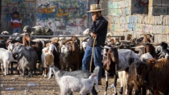 خسائر فادحة تهدد الثروة الحيوانية في العراق