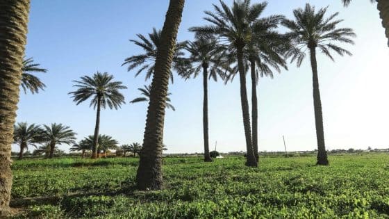 الزراعة تكشف مصادر مياه الموسم الشتوي: خمسة رئيسية