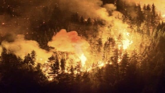 حرائق الغابات تلتهم أكثر من 15 ألف هكتار في الأرجنتين