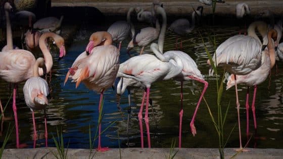 انخفاض ملحوظ بعرض الطيور النادرة في الأسواق المحلية