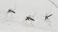 البصرة : تختنق بالحشرات أين الجهات المعنية