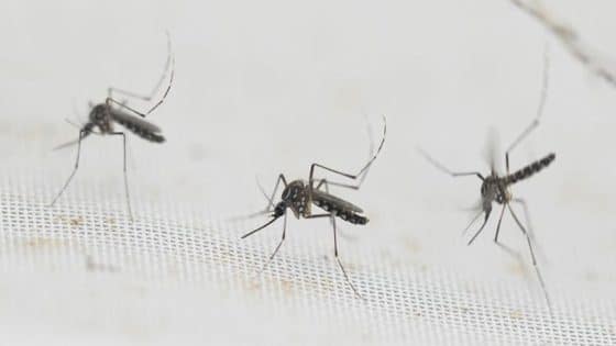 البصرة : تختنق بالحشرات أين الجهات المعنية