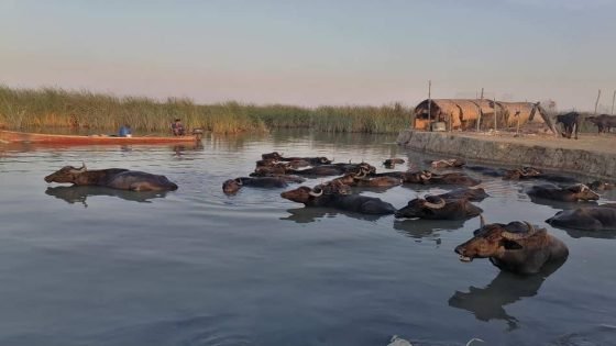 أهوار الچبايش جنة الله في الأرض وضرورة إنعاش الجانب السياحي